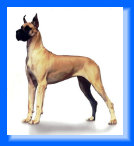 pet_resort_home001017.jpg